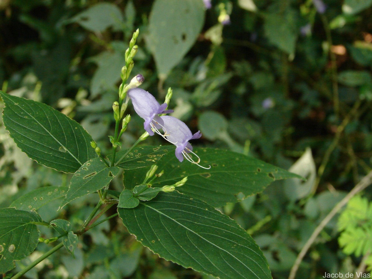 Strobilanthes cordifolia (Vahl) J.R.I.Wood